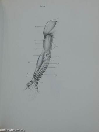 Anatomie für Künstler