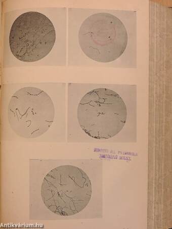 Jelentés az 1894. szeptember hó 1-től 9-ig Budapesten tartott VIII-ik nemzetközi közegészségi és demografiai congressusról és annak tudományos munkálatairól II.