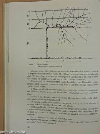 A szőlő metszése, fitotechnikai műveletei