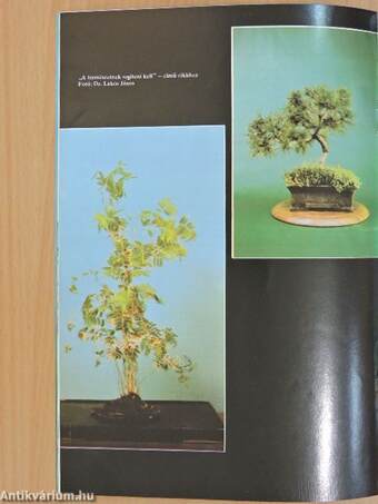 Bonsai Magazin 1987. tél