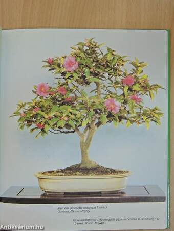 A bonsai titkai