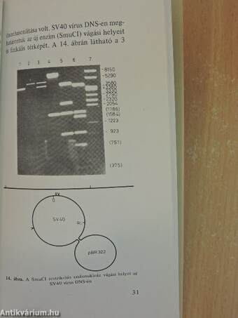 Az adenovírusok pathológiai jelentősége és molekuláris szerkezete