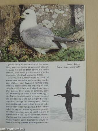 Birds of the Coast