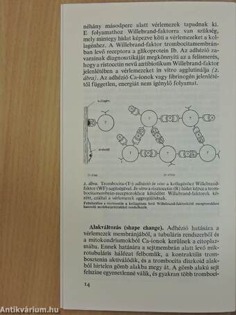 Újszülöttkori hemosztázis és zavarai