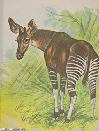 Ganda the Okapi