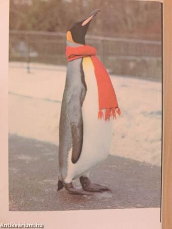 Pinguin Pondus