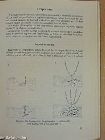 Bogyós gyümölcsűek termesztése