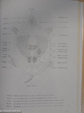 Összehasonlító metszetanatómiai atlasz - CD-vel