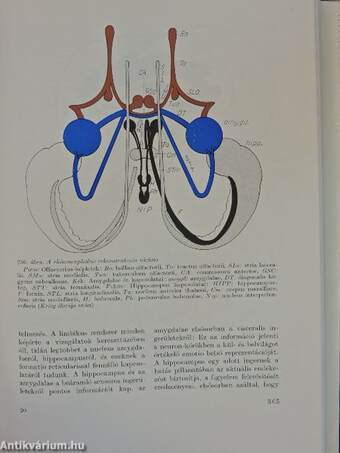 A klinikai neurológia alapjai