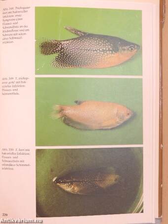 Bildatlas der Fischkrankheiten im Süßwasseraquarium