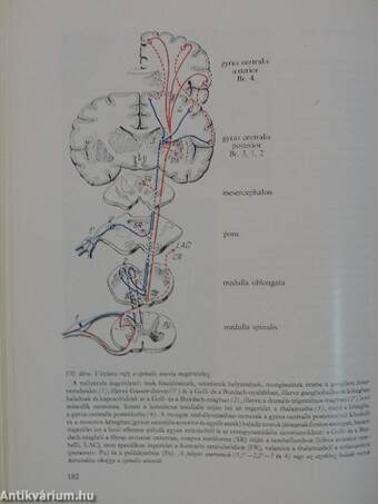 A klinikai neurologia alapjai