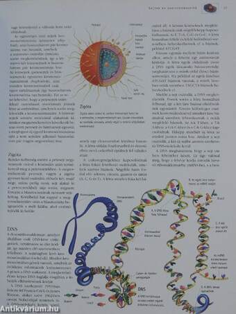 Az emberi test