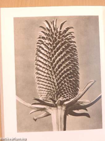 Karl Blossfeldt