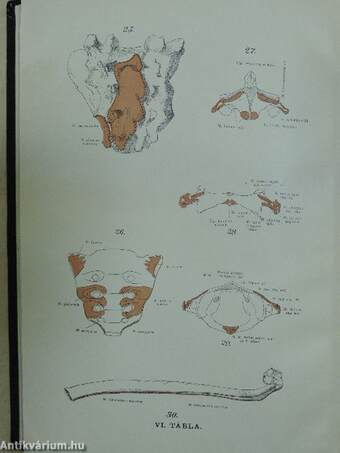 Az ember anatomiája és szövettana I.