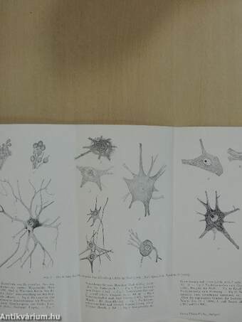 50 Jahre Neuropathologie in Deutschland