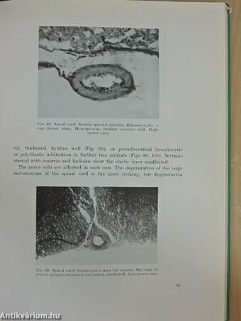 Animal Experiments on the Aetiology of Myelopathy