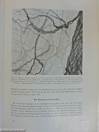 Die mikroskopische Innervation des Herzens und der Blutgefässe von Vertebraten