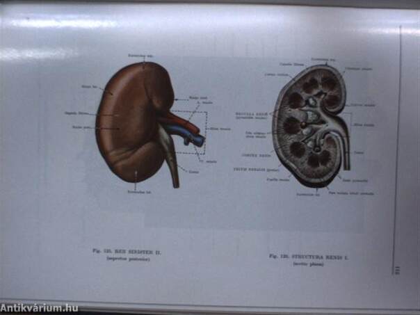 Az ember anatómiájának atlasza 2. (töredék)