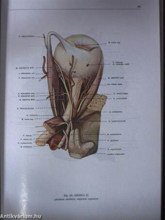 Az ember anatómiájának atlasza III. (töredék)