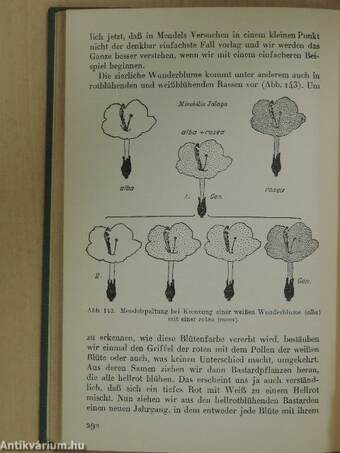 Einführung in die Wissenschaft vom Leben oder Ascaris II.