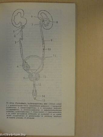 A gyakorló orvos urologiája