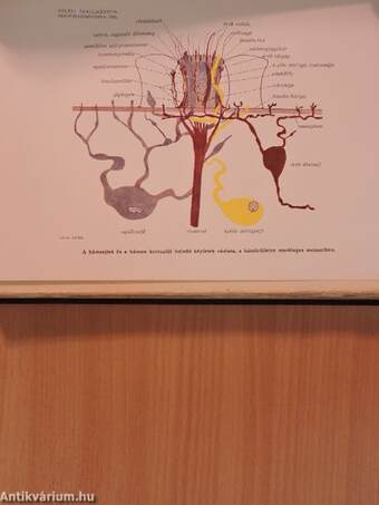 Tanulmányok a dendrocoelum lacteum oerstd. szövettanáról