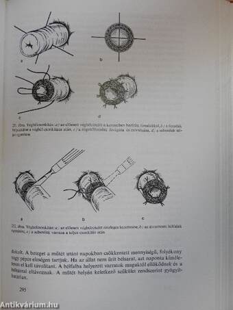 Állatorvosi sebészet 3.