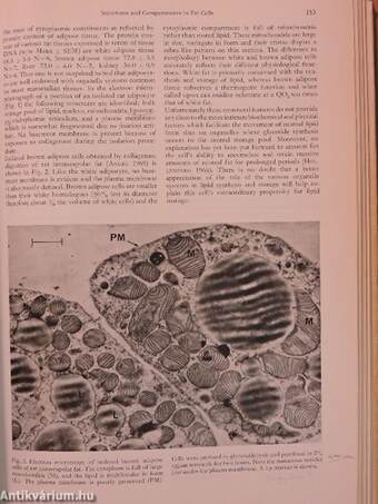 Adipose Tissue