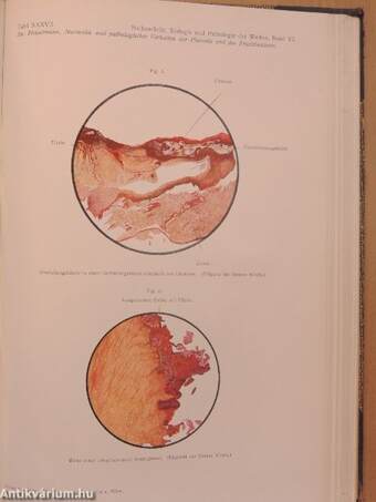 Biologie und Pathologie des Weibes VI./1