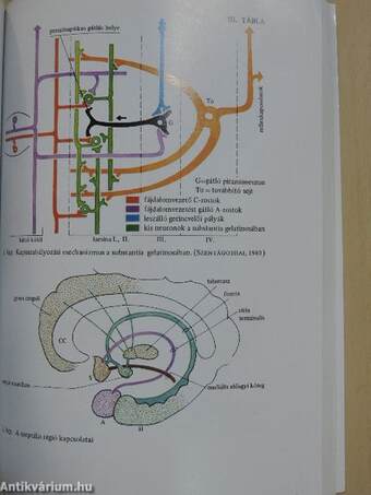 Neurológia, Neuropszichológia