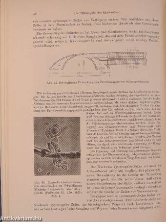 Pathologie und Klinik der Cytomegalie