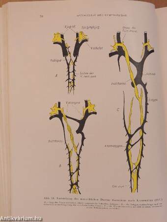 Physiologie und Pathologie des Lymphkreislaufes