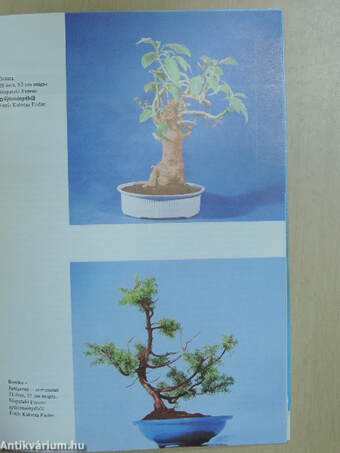 Bonsai Magazin 1986. tavasz