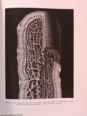 Az emberi test 1-2.