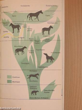 Tiere und Pflanzen der Vorzeit