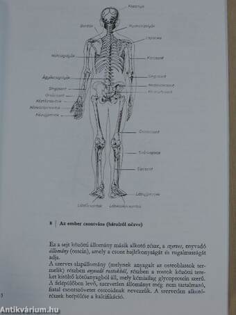 A sportmozgások anatómiai alapjai I.