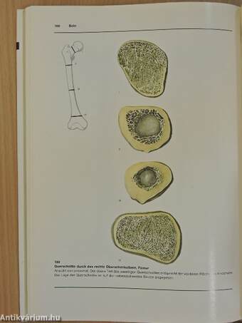 Atlas der Anatomie des Menschen I-III.