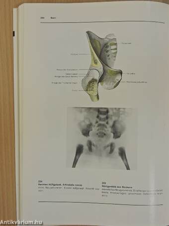 Atlas der Anatomie des Menschen I-III.