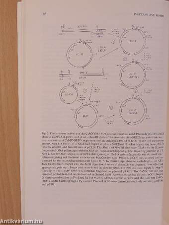 Virus Genes November 1987