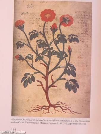 The Rose and its Symbols in Mediterranean Antiquity