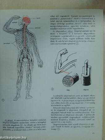 Biológia 8.