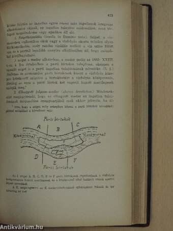 A magyar magánjog tankönyve I.