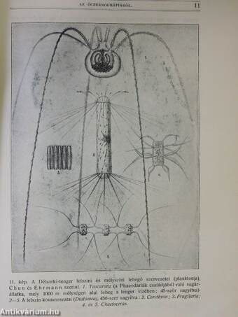 Természettudományi Közlöny 1911. (nem teljes évfolyam)