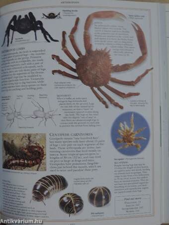 The Dorling Kindersley Nature Encyclopedia