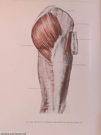 Anatomischer Atlas des Menschlichen Körpers I-III.