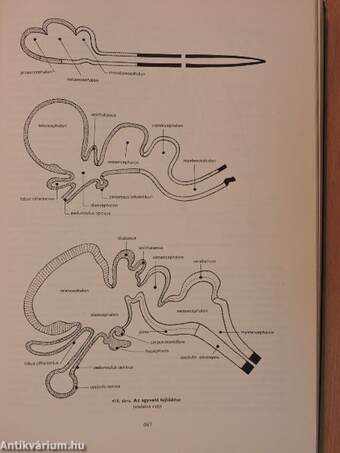 A háziállatok funkcionális anatómiája III.