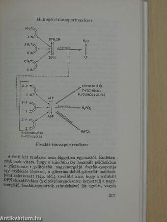 A modern biokémia alapkérdései