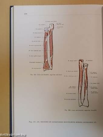 Az ember anatómiájának atlasza 1. (töredék)