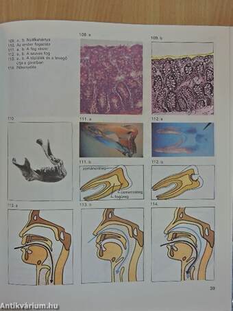 Biológiai album II.