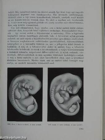 Az emberi test 2. (töredék)